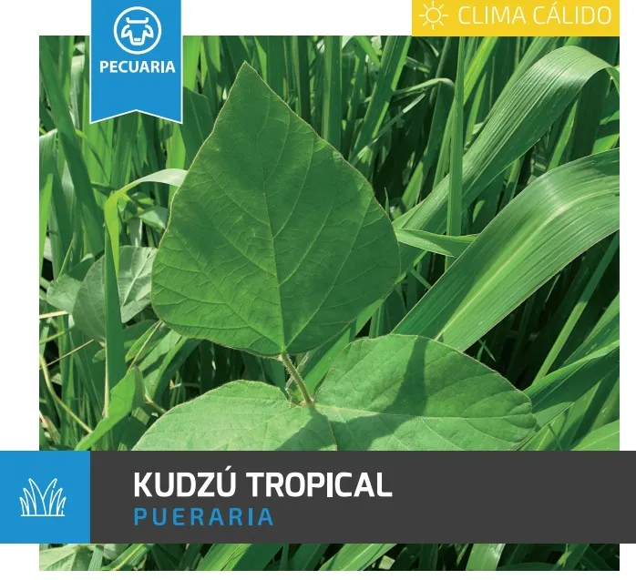 [PF18] KUDZU TROPICAL X KG