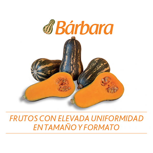 [HH1] AHUYAMA HIBRIDA BARBARA 1000 SEMILLAS