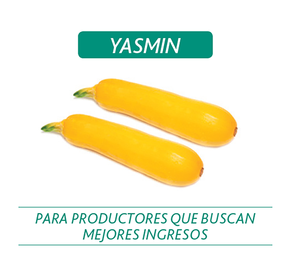 [HH2] CALABACIN HIBRIDO YASMIN MIL SEMILLAS