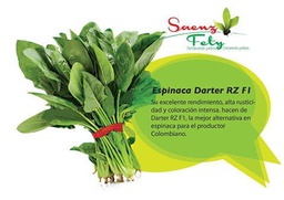 ESPINACA HIBRIDA CELIA F1 x 25000 SEMILLA