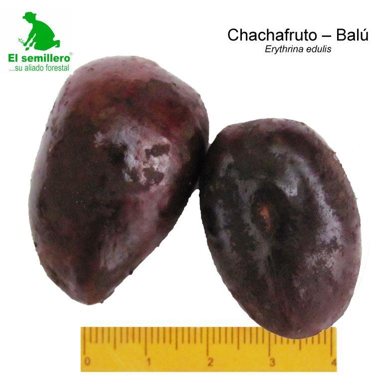 CHACHAFRUTO - BALU (SEMILLA)