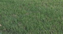 GRAMA BERMUDA GRASS X 454g.