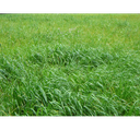 [1701] PASTO RYE GRASS AUBADE Bolsa x 2 Libras