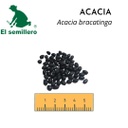 ACACIA BRACATINGA (SEMILLA) (1 Kg)