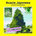 ACACIA JAPONESA (5 Gramos)