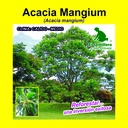 ACACIA MANGIUM (1 Kg)