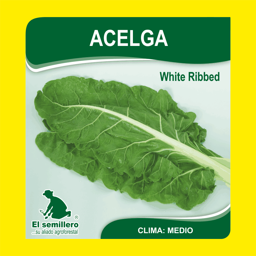 ACELGA WHITE RIBBED (SEMILLA)