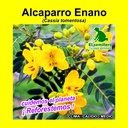 ALCAPARRO ENANO  (1 Kg)