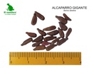 ALCAPARRO GIGANTE (SEMILLA) (1 Kg)