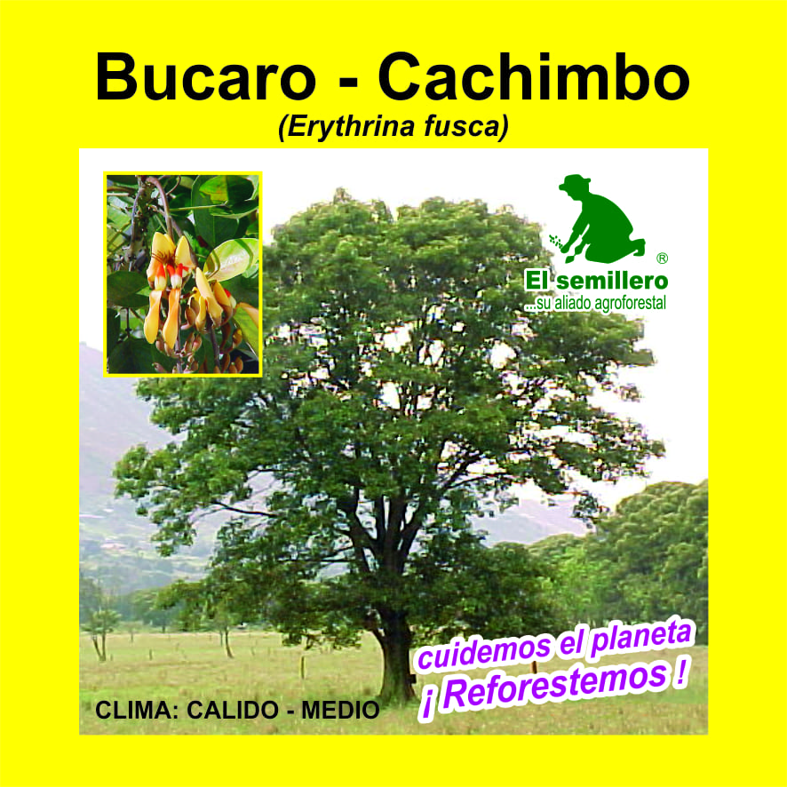 BUCARO - CACHIMBO