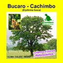 BUCARO - CACHIMBO (1 Kg)