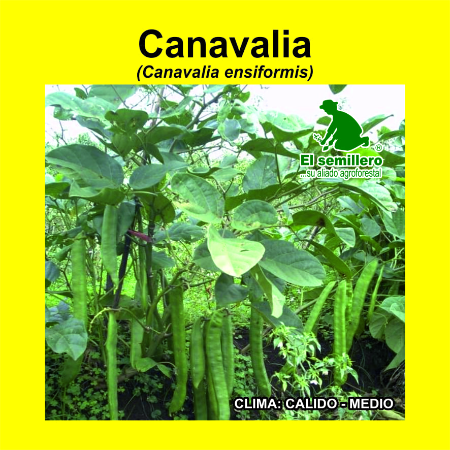 CANAVALIA (SEMILLA)
