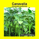 CANAVALIA (SEMILLA) (1 Kg)