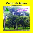 CEDRO DE ALTURA (SEMILLA) (1 Kg)