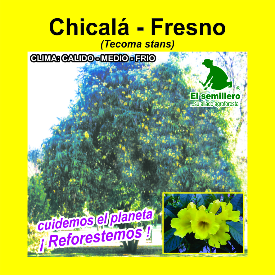 CHICALÁ - FRESNO (SEMILLA)
