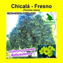 CHICALÁ - FRESNO