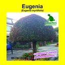 EUGENIA (1 Kg)