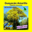 GUAYACAN AMARILLO (1 Kg)