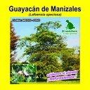 GUAYACAN DE MANIZALES (SEMILLA) (1 Kg)