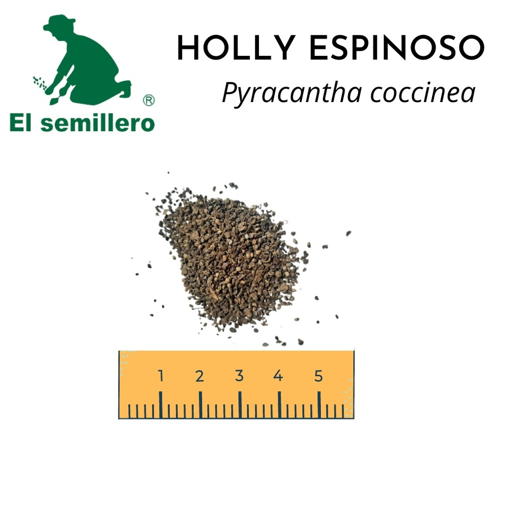 HOLLY ESPINOSO (SEMILLA)