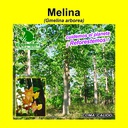 MELINA (SEMILLA) (1 Kg)