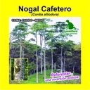 NOGAL CAFETERO (1 Kg)