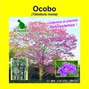OCOBO/FLORMORADO (SEMILLA) (1 Kg)