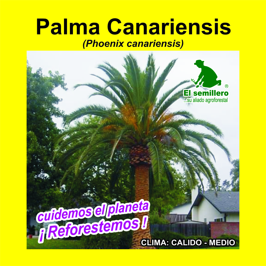 PALMA CANARIENSIS 