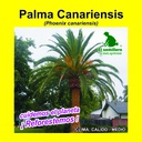 PALMA CANARIENSIS (SEMILLA)