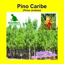PINO CARIBE (1 Kg)