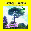 TAMBOR - FRIJOLITO (5 Gramos)