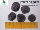 YOPO NEGRO (SEMILLA) (1 Kg)