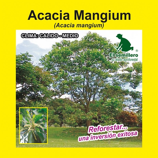 ACACIA MANGIUM (SEMILLA)