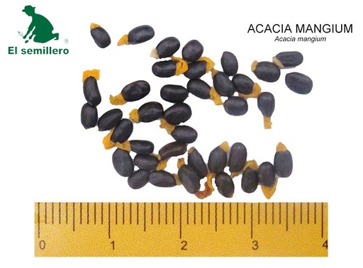 [F19] ACACIA MANGIUM X 1GR (SEMILLA)