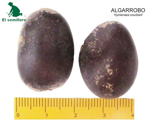 ALGARROBO (SEMILLA)