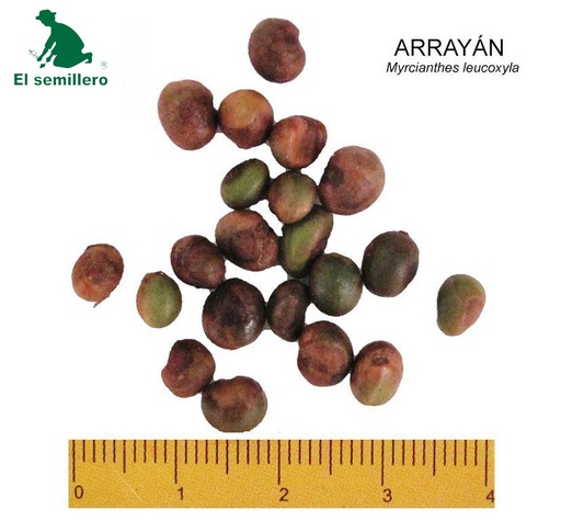 [FO40] ARRAYÁN (SEMILLA)