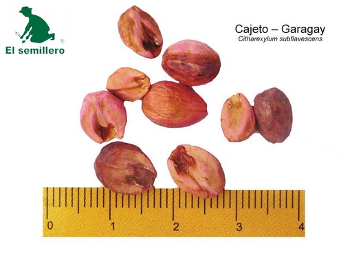 CAJETO - GARAGAY (SEMILLA)