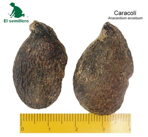 [FO53] CARACOLÍ (SEMILLA)