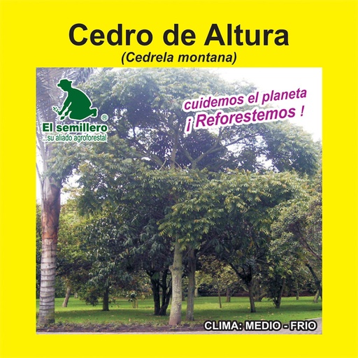 CEDRO DE ALTURA (SEMILLA)