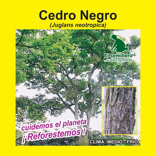 [FO59] CEDRO NEGRO (SEMILLA)