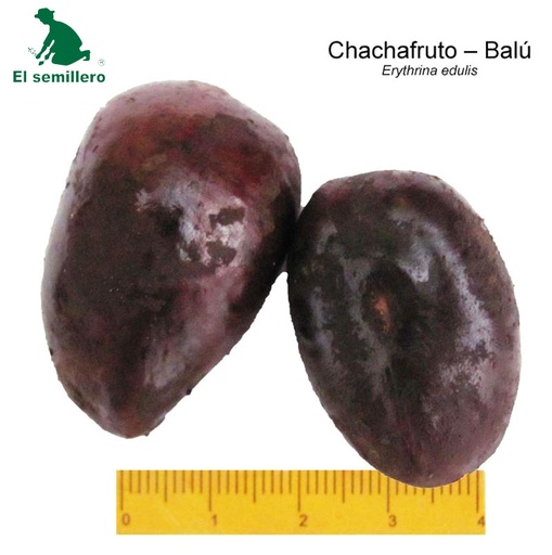 [FO72] CHACHAFRUTO - BALU (SEMILLA)
