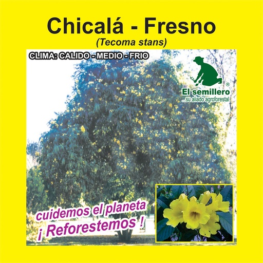 CHICALÁ - FRESNO (SEMILLA)