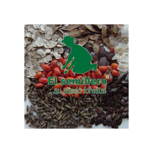 CHOCHO DE ARBOL (SEMILLA)