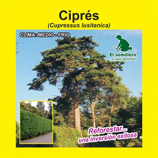 CIPRÉS (SEMILLA)