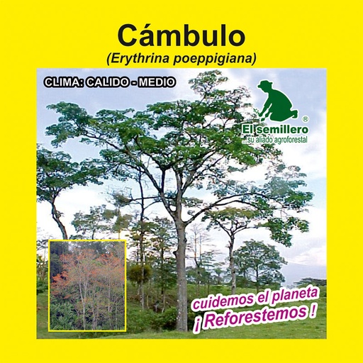 CÁMBULO (SEMILLA)