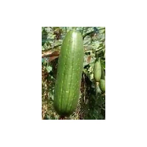 ESTROPAJO (SEMILLA)