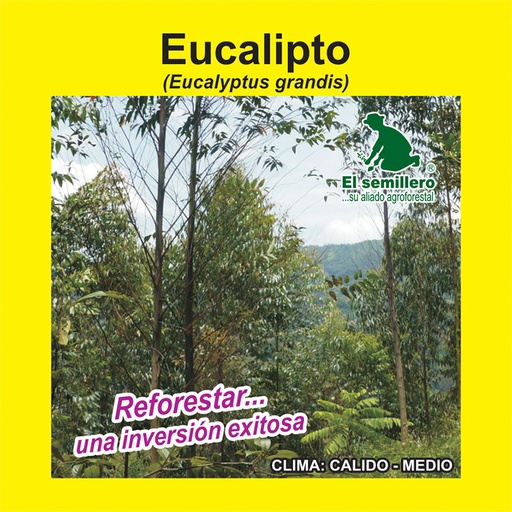 EUCALIPTO GRANDIS (SEMILLA)