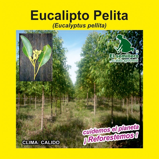 EUCALIPTO PELLITA (SEMILLA)