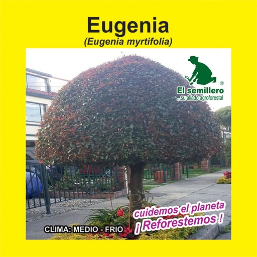 EUGENIA (SEMILLA)