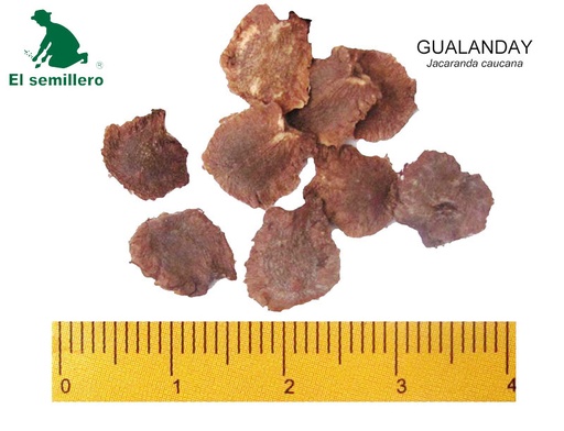 GUALANDAY (SEMILLA)
